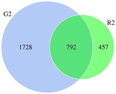 Effects of different feeding patterns on the rumen bacterial community of tan lambs, based on high-throughput sequencing of 16S rRNA amplicons